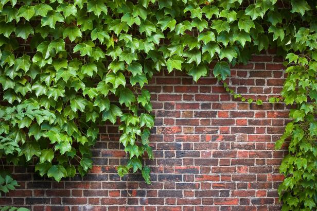 brick wall covered in ivy brick wall covered in ivy