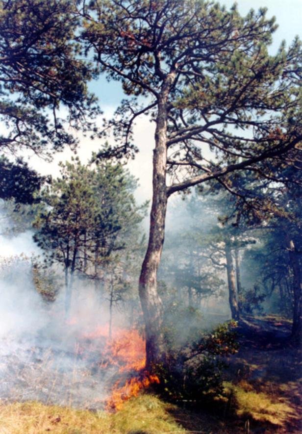 Feuer im Wald 46-217750453
