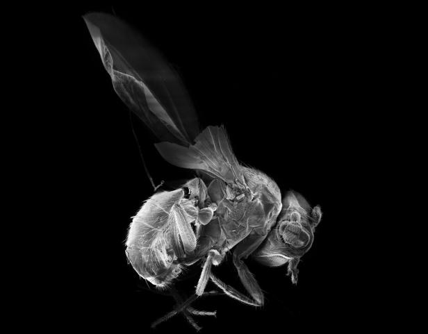 Eine Nahaufnahme der Fruchtfliege (Drosophila melanogaster).