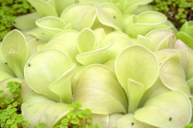 Nahaufnahme von Fettkräutern, einer Pinguicula-Züchtung.