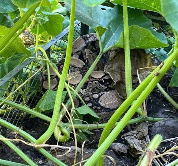Königsboa versteckte sich auf dem Komposthaufen unter grünen Blättern
