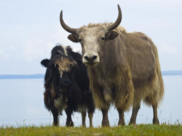 Zwei Yaks in der Mongolei.