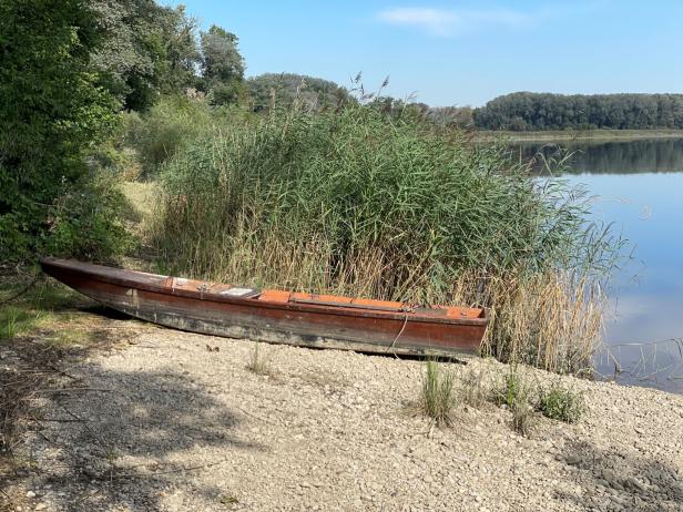 Das Foto zeigt eine Zille in der unteren Lobau.