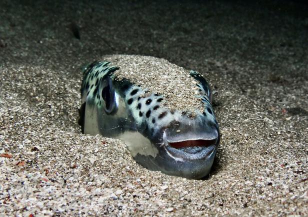 Hasenkopf-Kugelfisch.