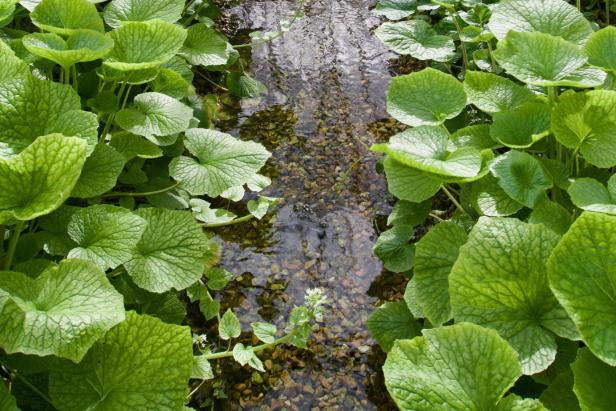 Wasabipflanzen im Wasserbeet.