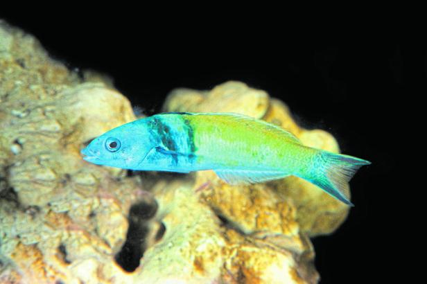 Der Blaukopf-Junker ist ein blau-grün schillernder Fisch.