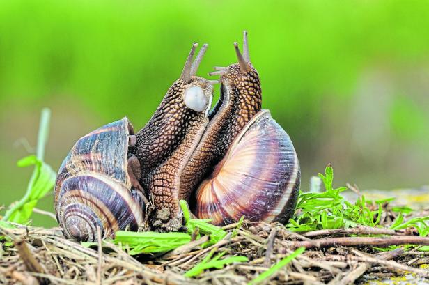 Zwei Weinbergschnecken kleben aneinander.