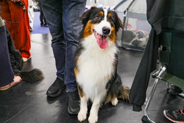 Hundeausstellung