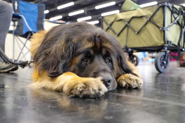 Hundeausstellung