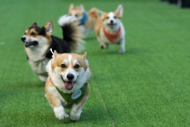 Corgi Race festival in Vilnius
