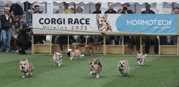 Corgi Race Vilnius 2025
