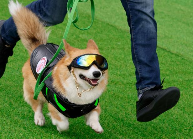 LITHUANIA-LIFESTYLE-ANIMAL-DOGS-CORGIS
