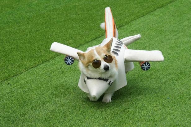 Corgi Race festival in Vilnius
