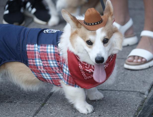 Corgi Race Vilnius