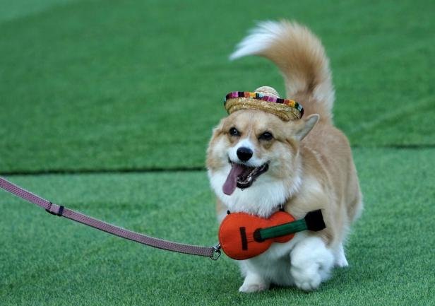 Corgi Race Vilnius 2024