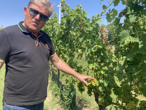 Weinbauer in einem Weingarten neben Rebstöcken.