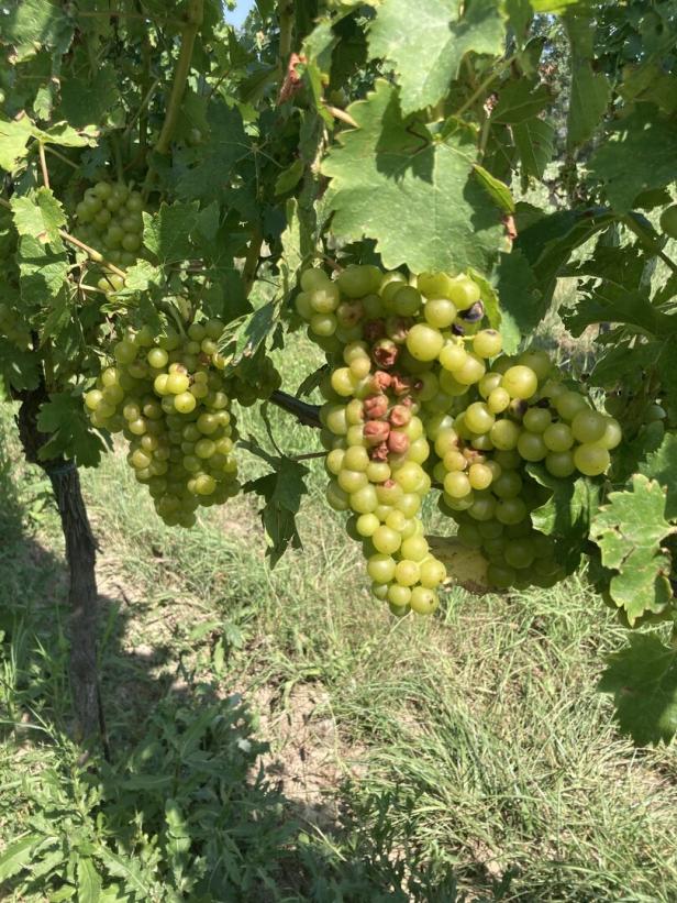 Weiße Weintrauben am Rebstock, dunkle Verfärbungen wegen Sonnenbrand.