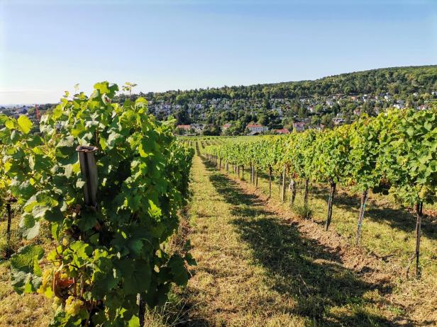 Fuhrgassl-Huber Ein Weingarten in Neustift am Walde.