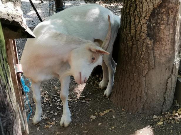Ziege kratzt sich mit ihren Hörnern. 