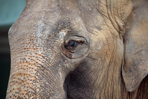 Trauriger Elefant.