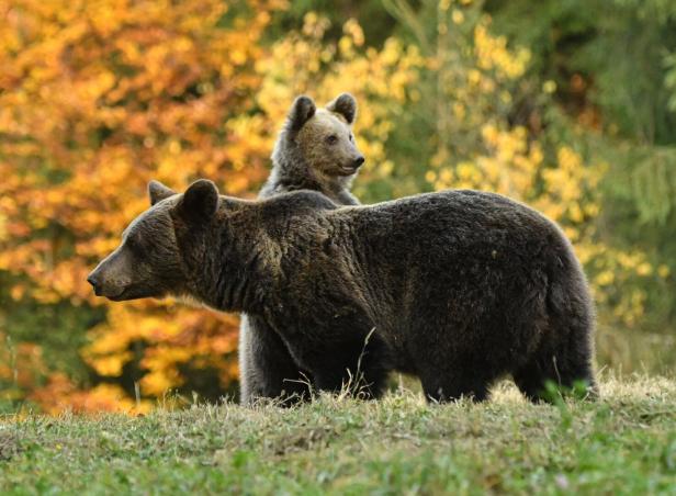 Bären in freier Wildbahn. Noch.