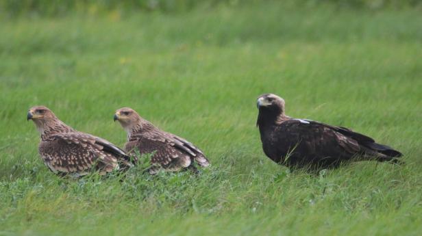 Drei Kaiseradler stehen im grünen Gras.