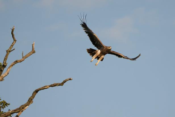 Ein Steinadler fliegt vor blauem Himmel an einem kahlen Baum vorbei.