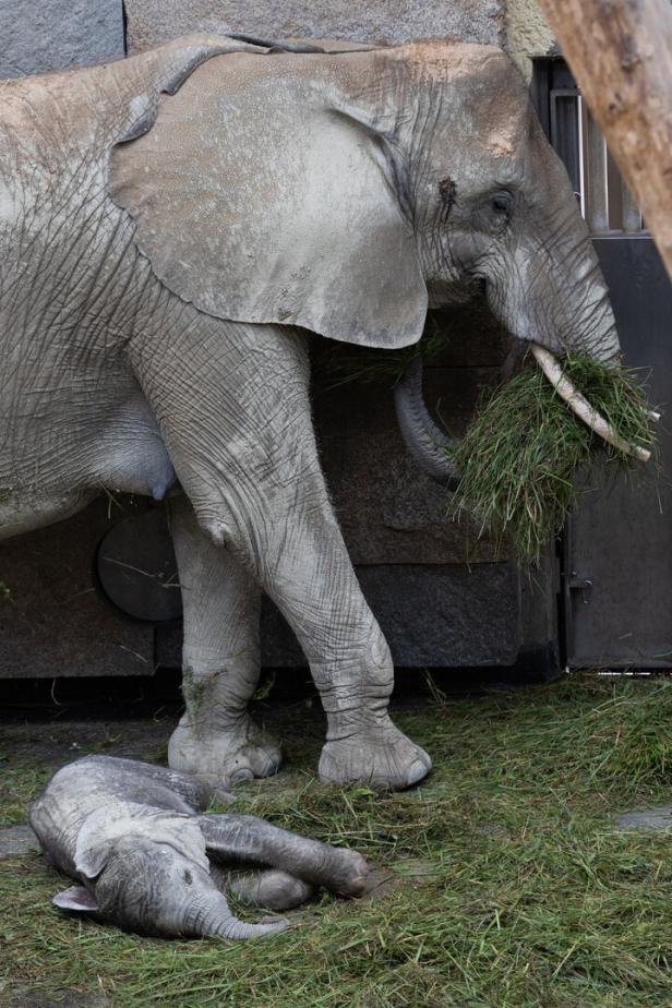 Elefantenbaby im Tiergarten Schönbrunn am Boden liegend auf Heu