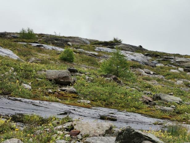 Junge Lärchen am Weg zur Prager Hütte.