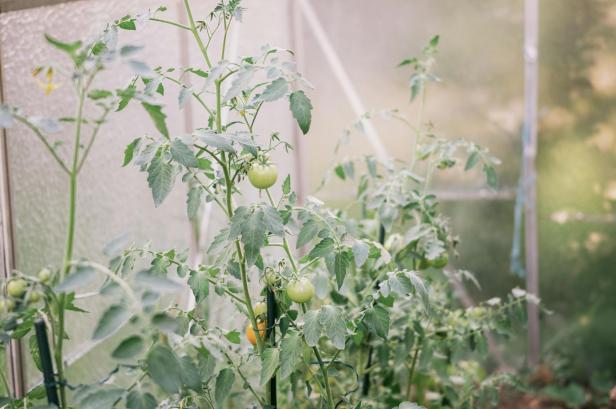 Junge Tomatenpflanzen mit grünen Früchten und gelben Blüten in einem Gewächshaus. Junge Tomatenpflanzen mit grünen Früchten und gelben Blüten in einem Gewächshaus.