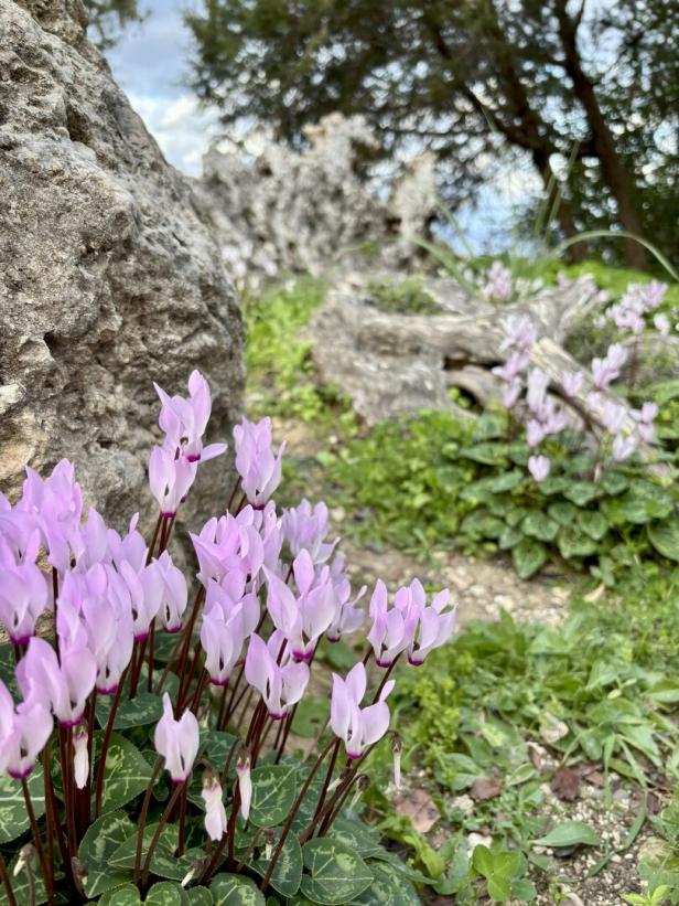 Nahaufnahme von wilden Alpenveilchen.