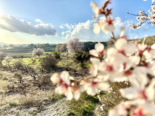 Nahaufnahme von Mandelblüte auf Zypern, Landschaft im Hintergrund.