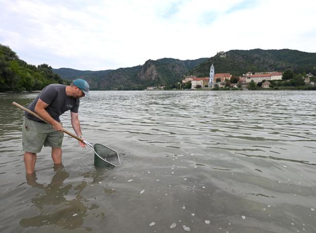Artenschutz: 300.000 Störe in der Donau ausgewildert