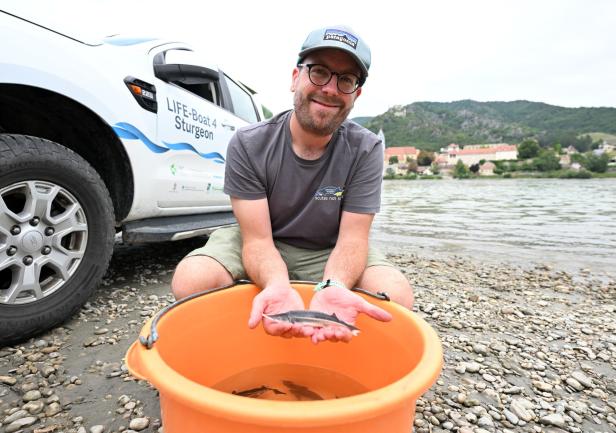 Artenschutz: 300.000 Störe in der Donau ausgewildert