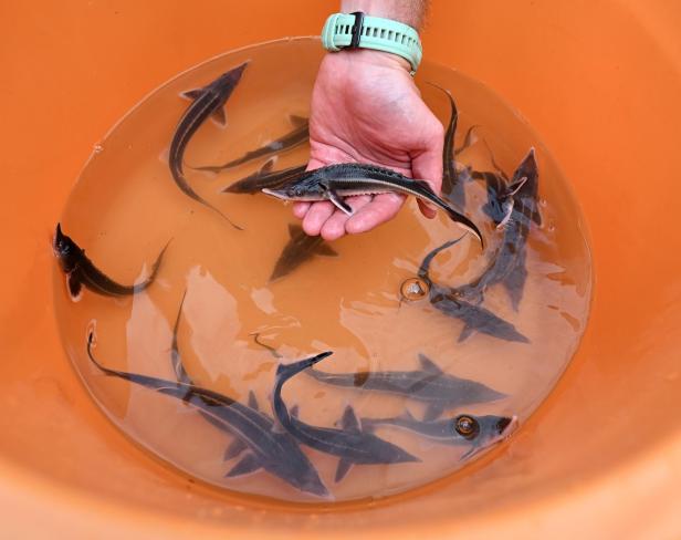 Artenschutz: 300.000 Störe in der Donau ausgewildert