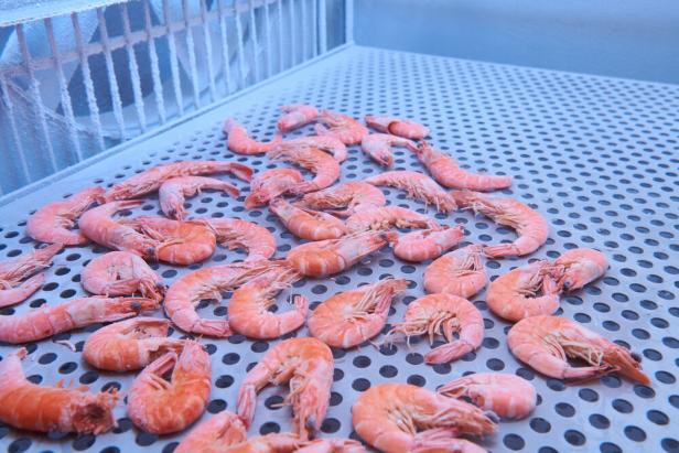 Garnelen, die dank Tiefgefrierung noch gut haltbar sind.
