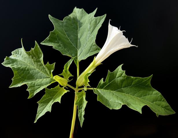Eine Stechapfelblüte in Nahaufnahme.