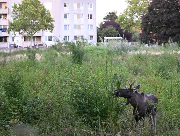 Arzt warnt vor Unfällen: "Emil hat keine Überlebenschance"