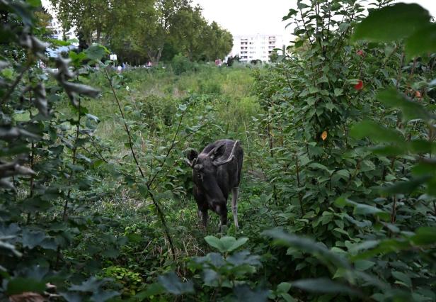NIEDERÖSTERREICH: ELCH "EMIL" IN ST. PÖLTEN