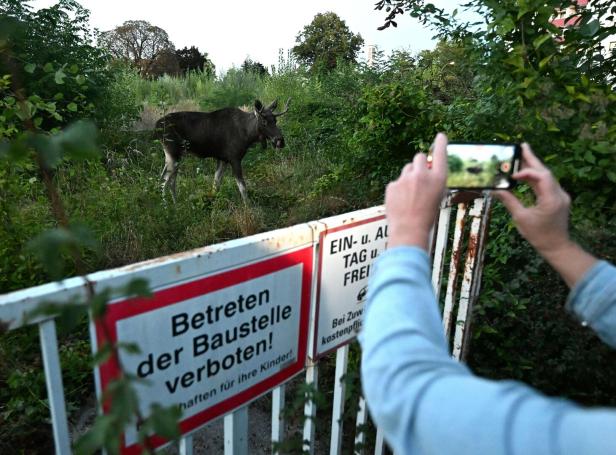 NIEDERÖSTERREICH: ELCH "EMIL" IN ST. PÖLTEN