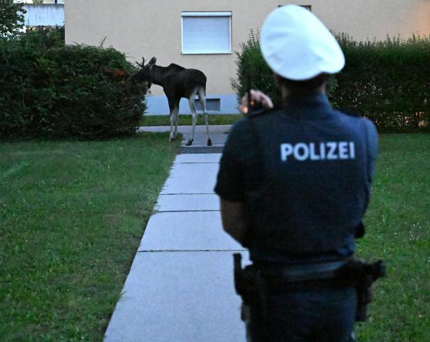 NIEDERÖSTERREICH: ELCH "EMIL" IN ST. PÖLTEN