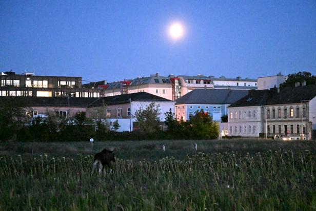 NIEDERÖSTERREICH: ELCH "EMIL" IN ST. PÖLTEN