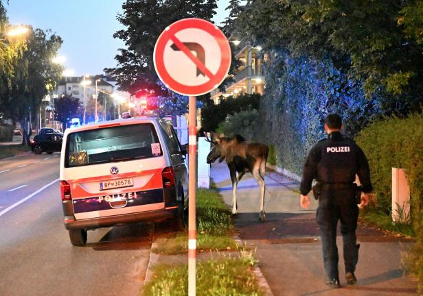 NIEDERÖSTERREICH: ELCH "EMIL" IN ST. PÖLTEN