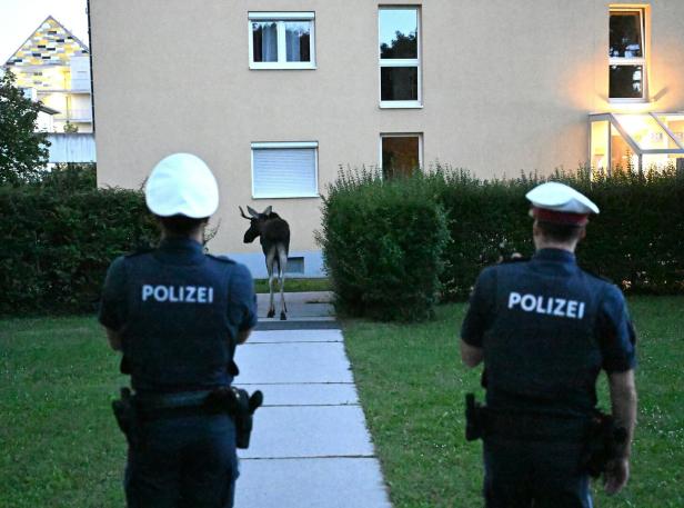 NIEDERÖSTERREICH: ELCH "EMIL" IN ST. PÖLTEN