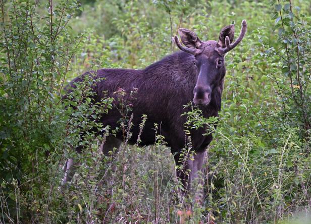 NIEDERÖSTERREICH: ELCH "EMIL" IN ST. PÖLTEN
