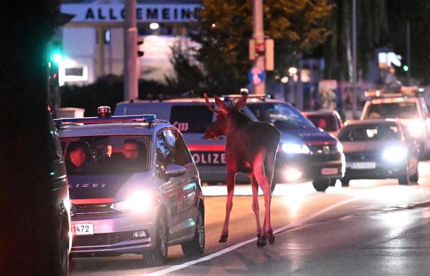 NIEDERÖSTERREICH: ELCH "EMIL" IN ST. PÖLTEN