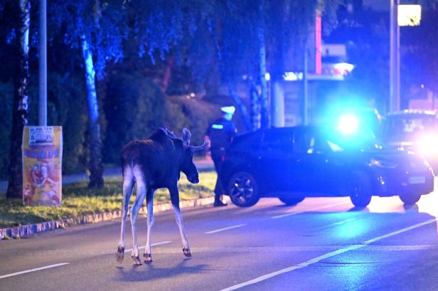 NIEDERÖSTERREICH: ELCH "EMIL" IN ST. PÖLTEN