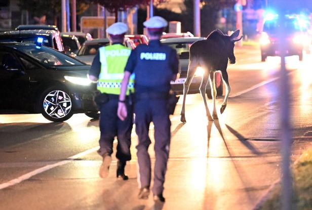 NIEDERÖSTERREICH: ELCH "EMIL" IN ST. PÖLTEN