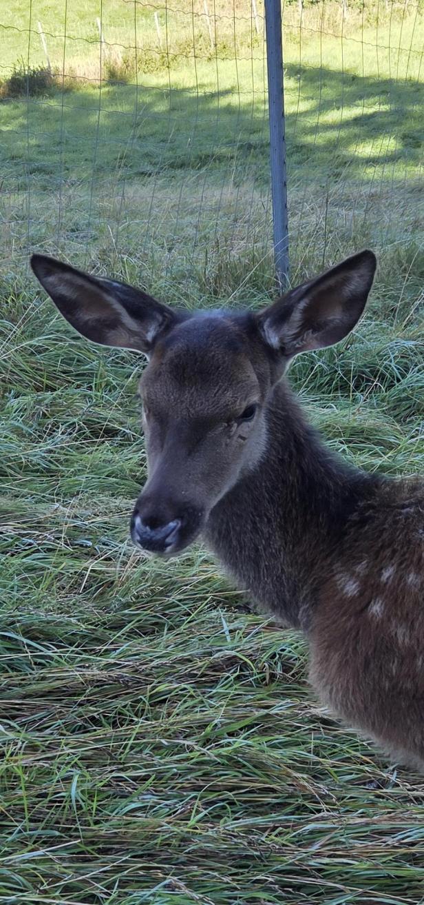 Rothirschkalb auf der Wiese