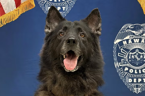 Polizeihund Polizeihund